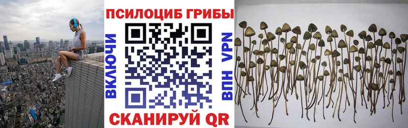 закладка Сосновый Бор Псилоцибиновые грибы Psilocybine cubensis